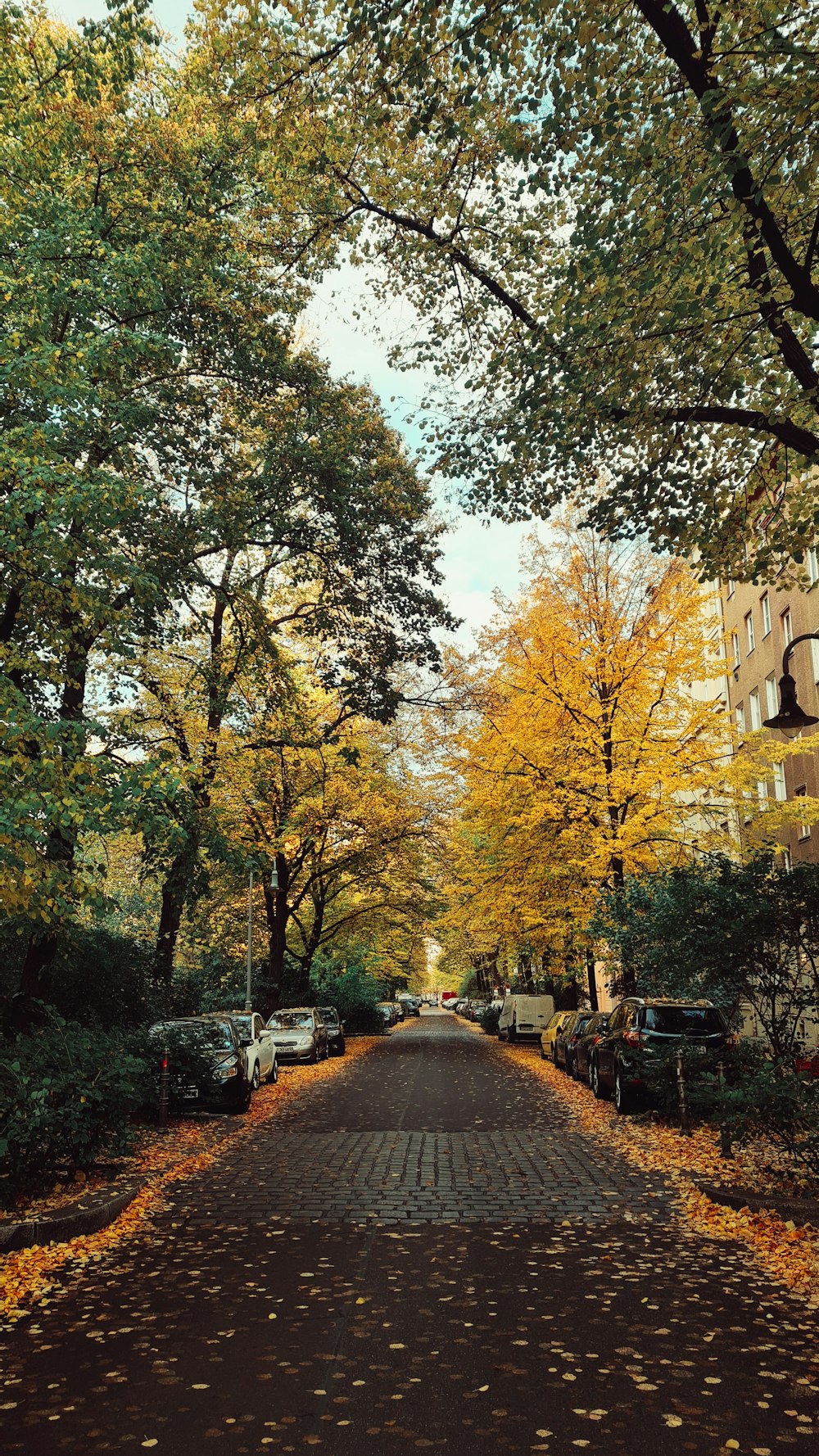 a road with trees on the side