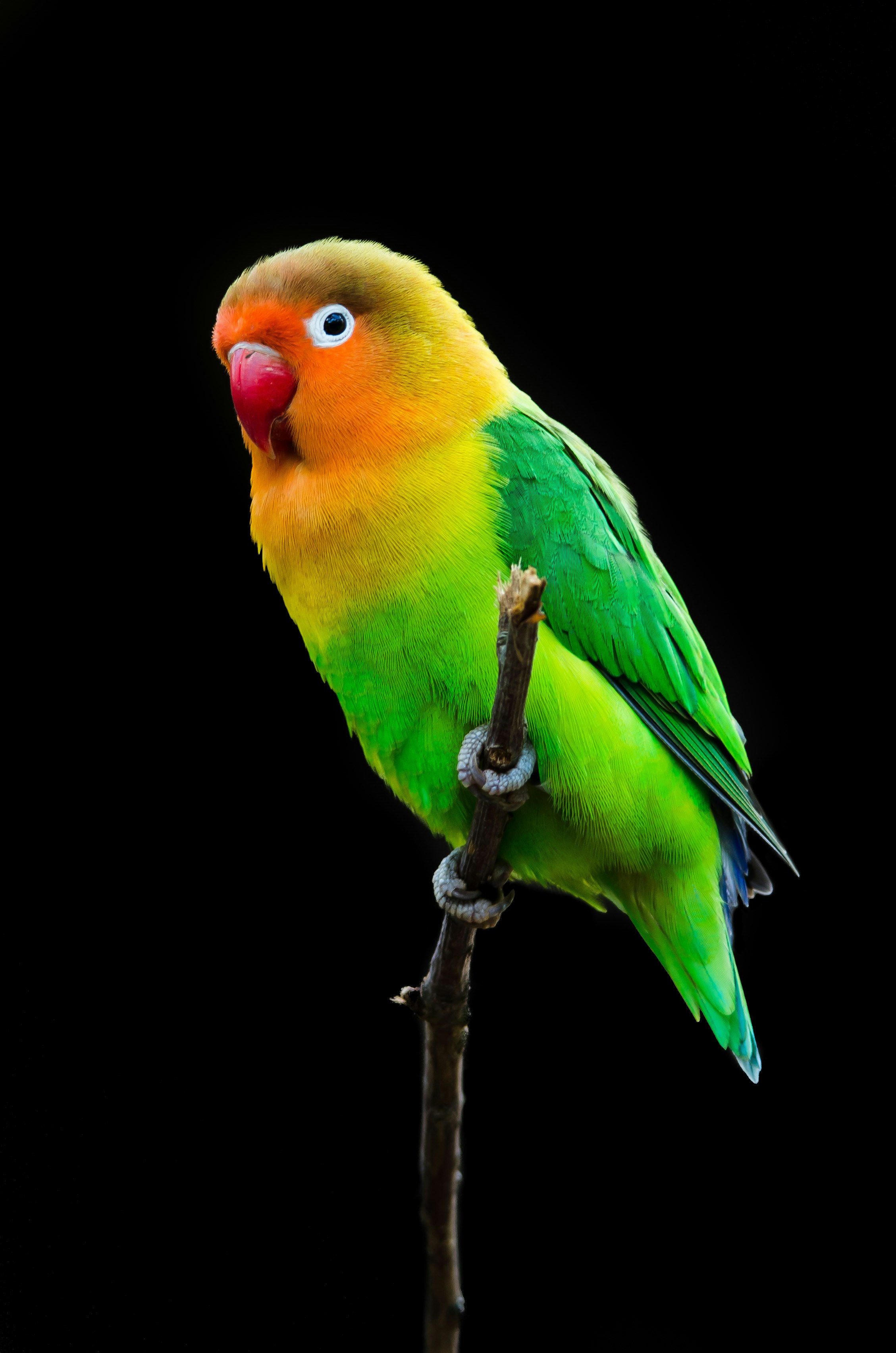 Un pájaro en una rama