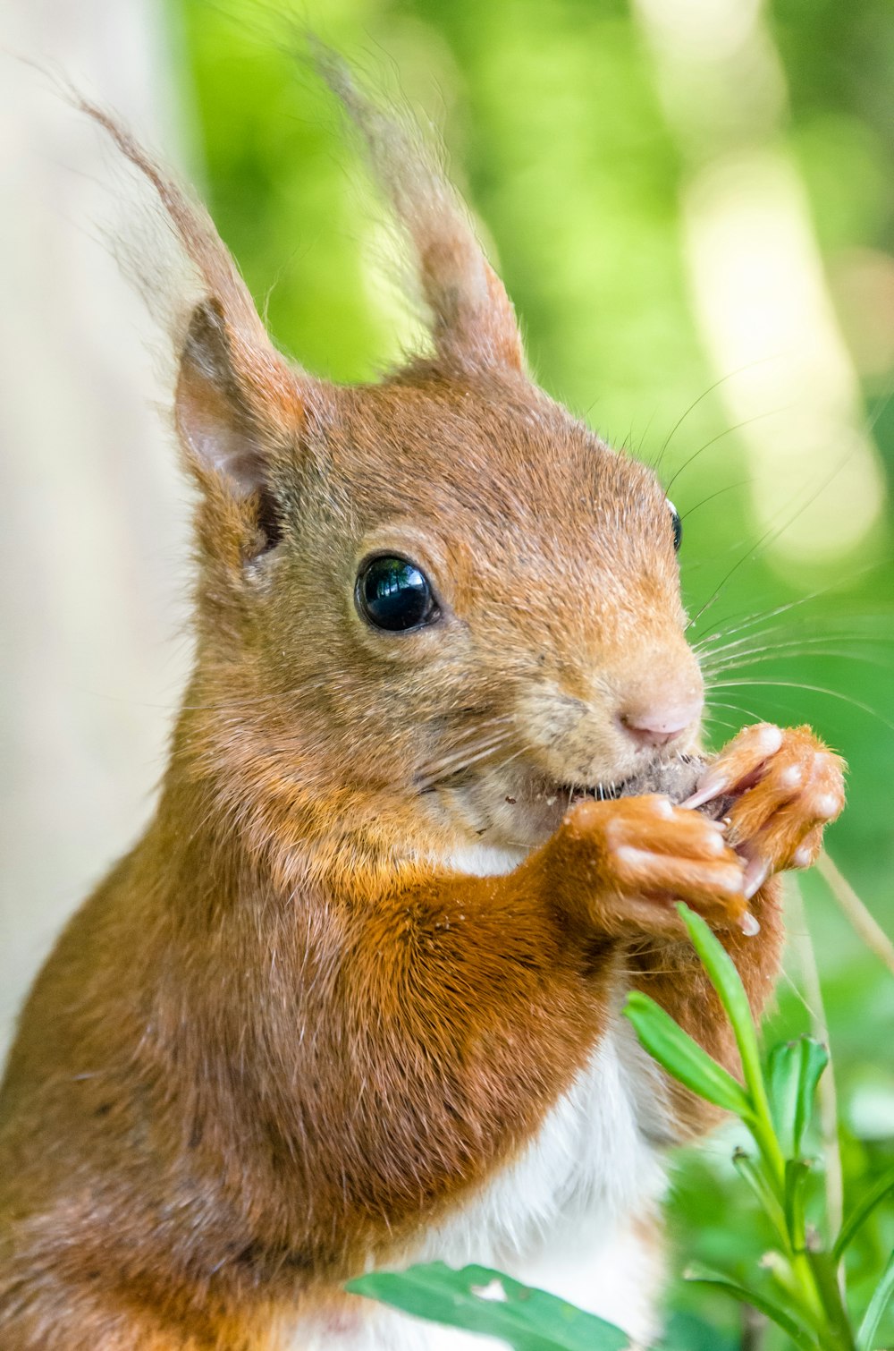 a squirrel eating a plant