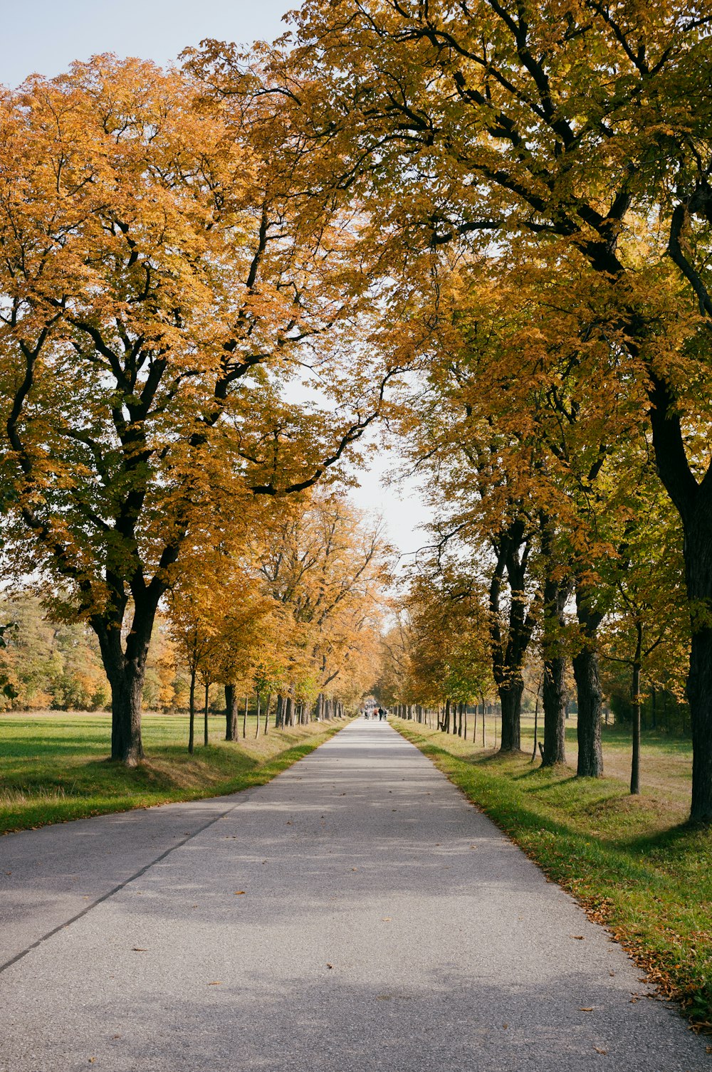 a road with trees on either side