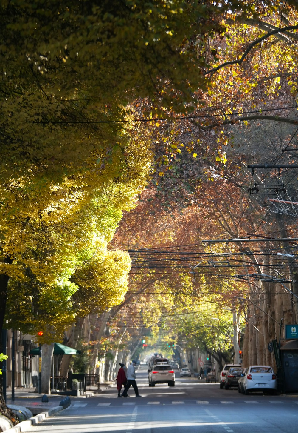 a street with cars and trees on the side