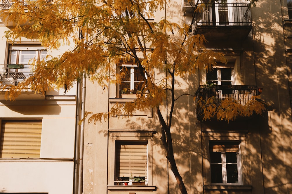 a tree with a balcony