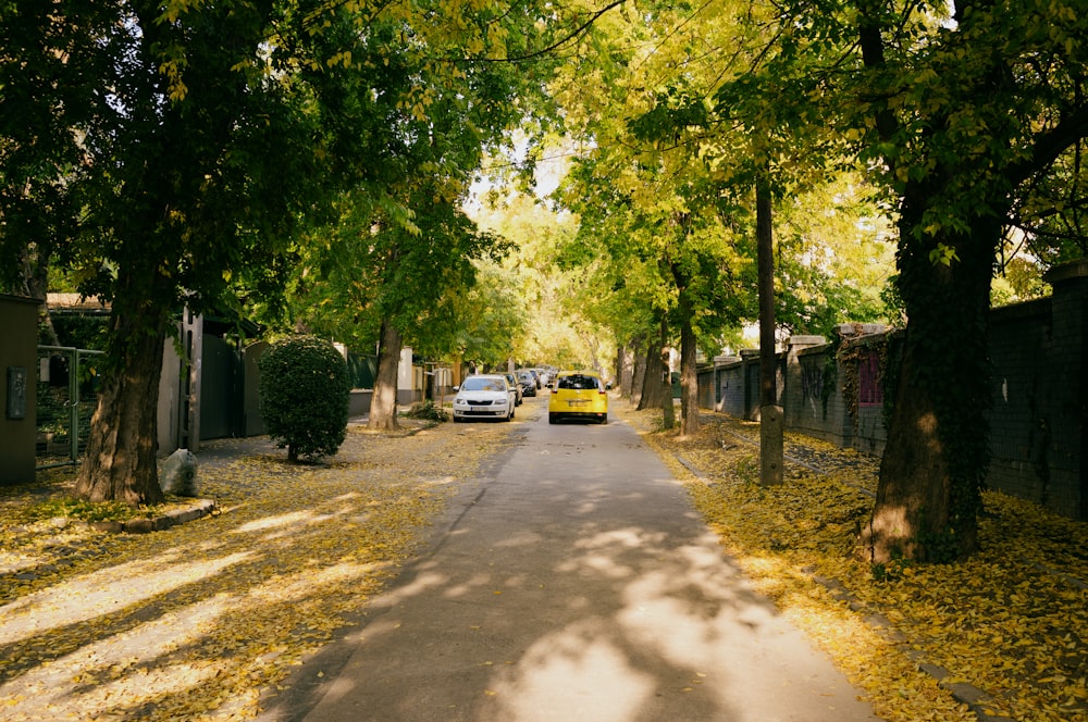 a road with trees on the side