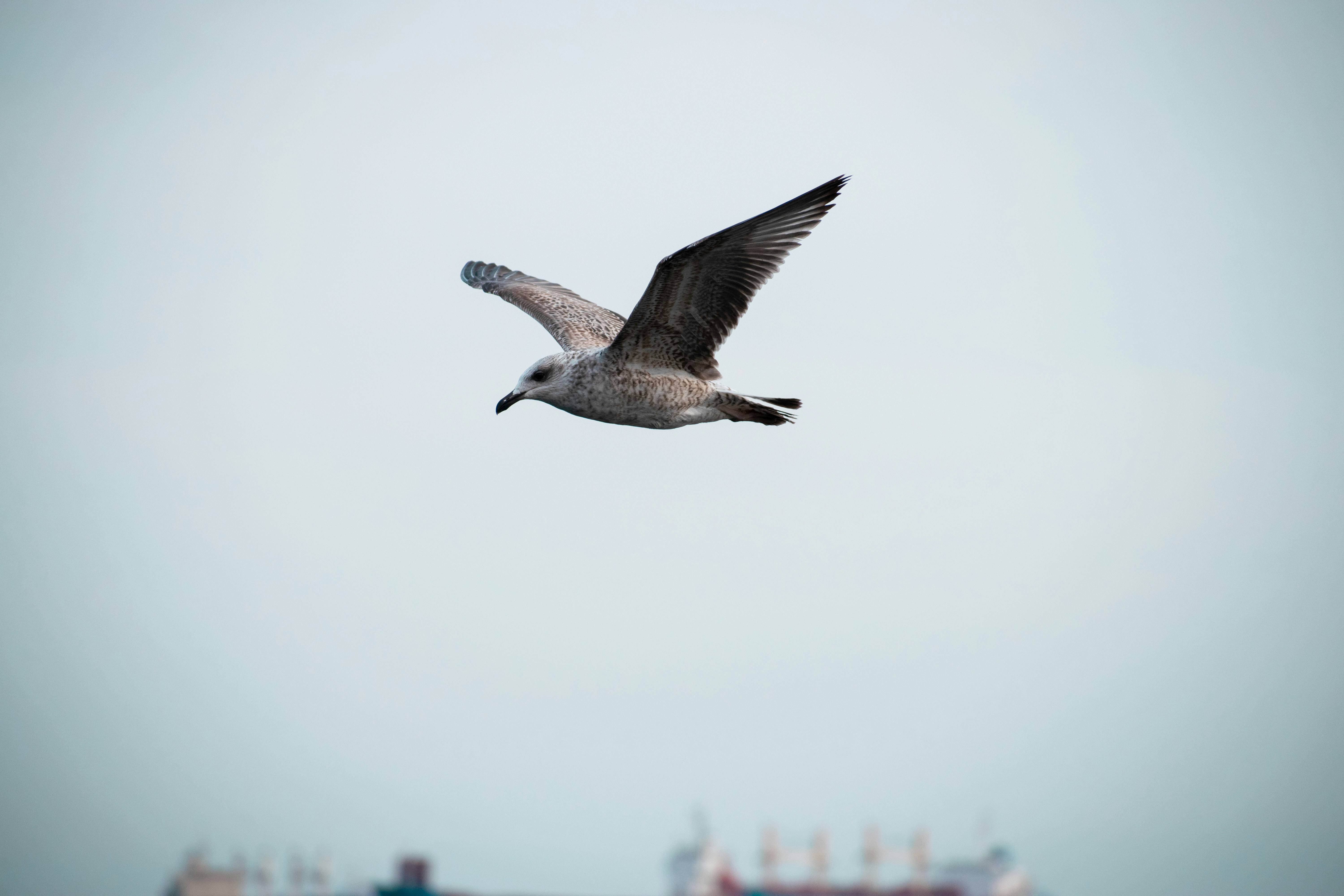 a bird flying in the sky