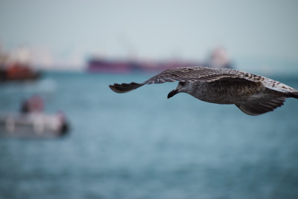 a bird flying over water