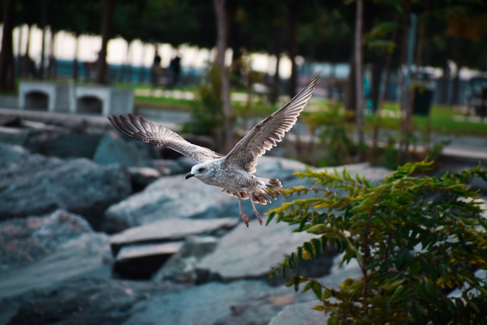 a bird flying over rocks