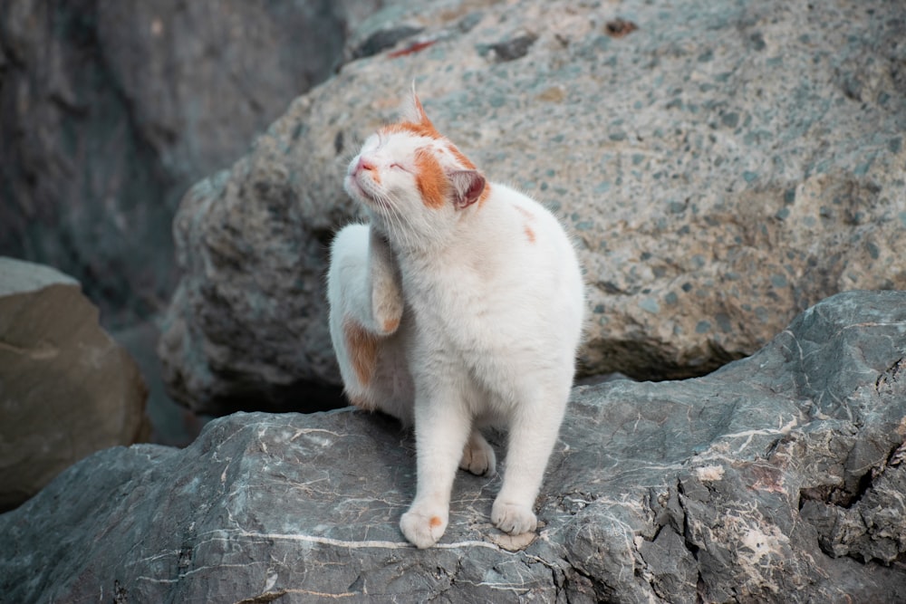 a white cat standing on a rock