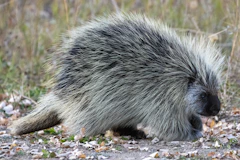 a porcupine on the ground