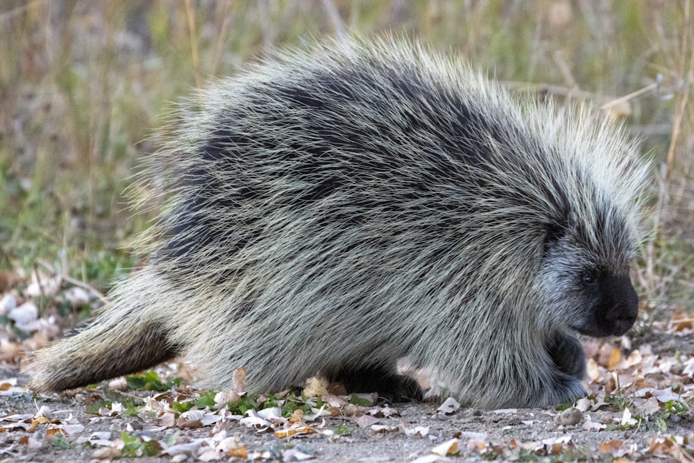 a porcupine on the ground