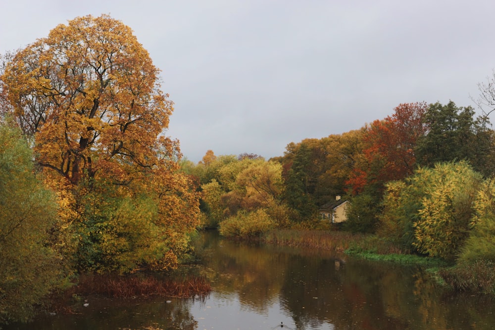 a river with trees around it