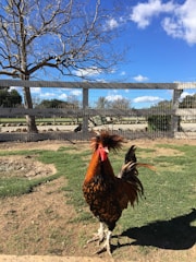 A vibrant chicken coop surrounded by green pasture under clear blue sky.