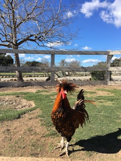 A vibrant farm scene with free-range chickens roaming in a green pasture under a clear blue sky.