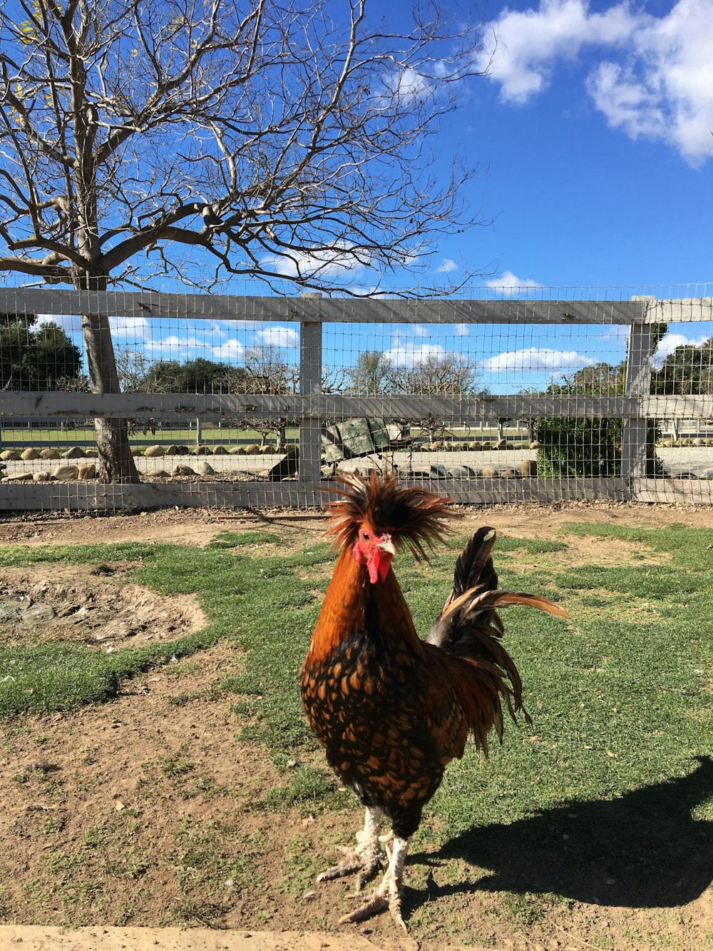 a rooster standing on grass