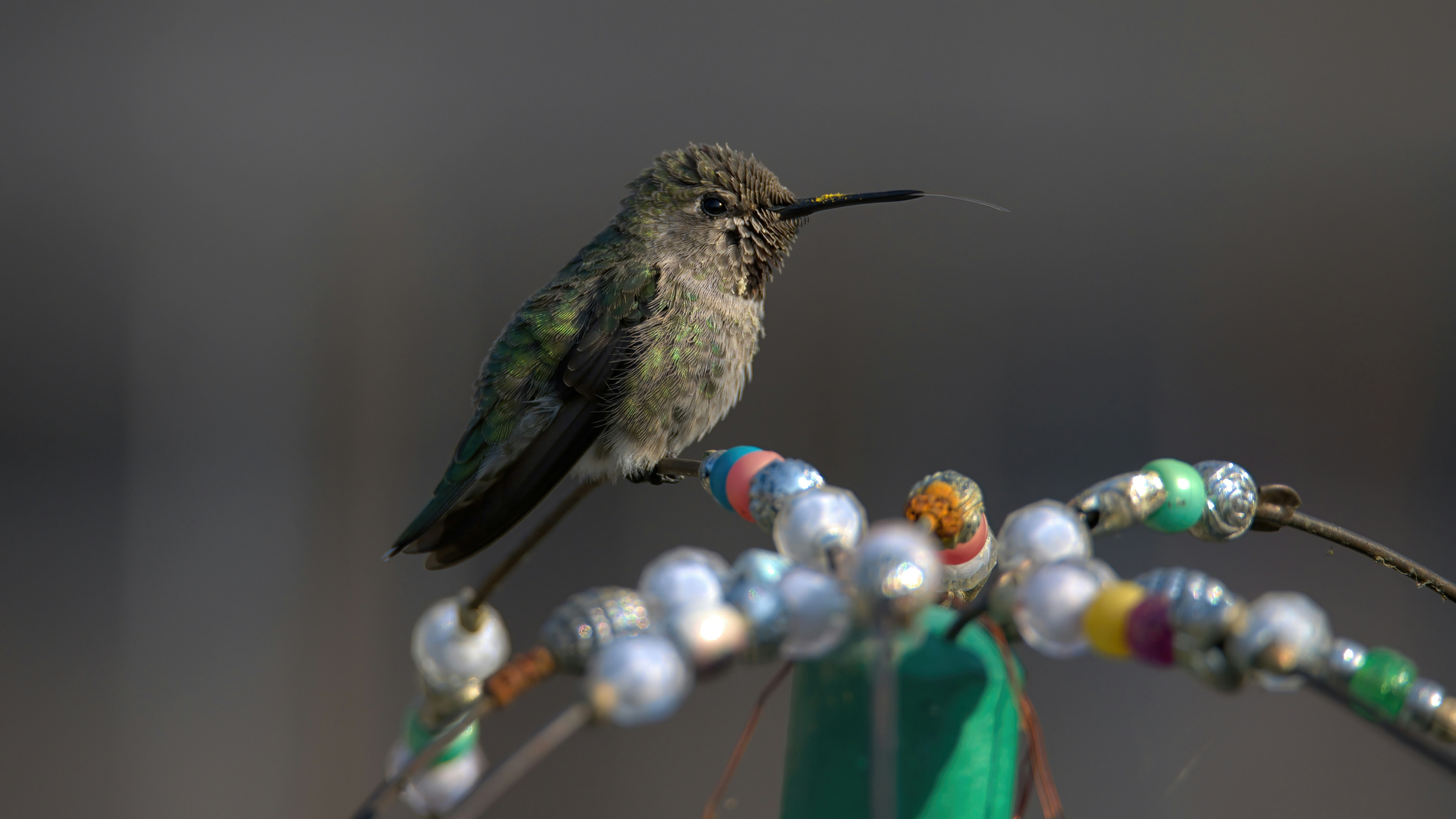 a bird on a branch with colorful balls