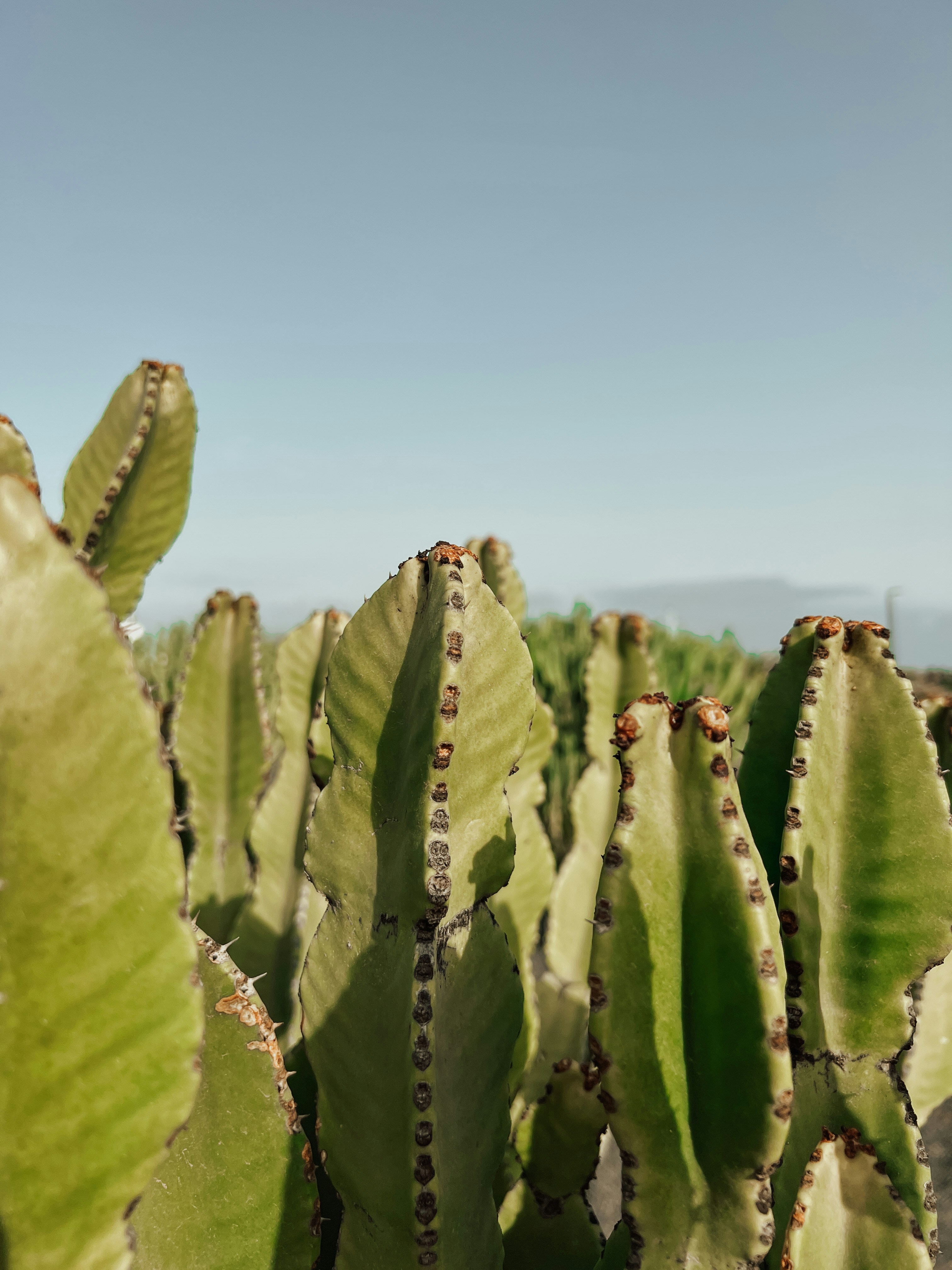 Cactuses with a clear blue sky