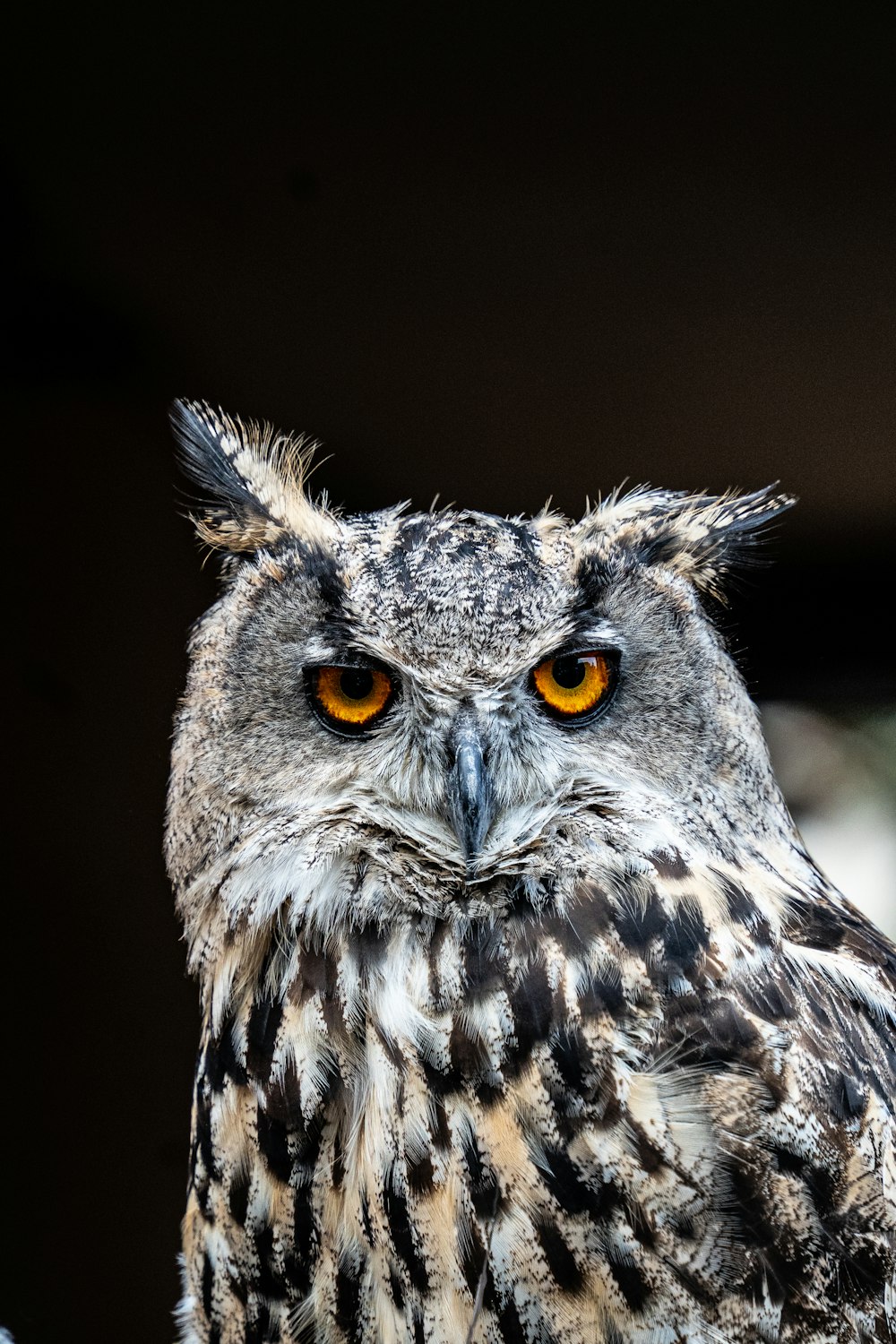 a close up of an owl