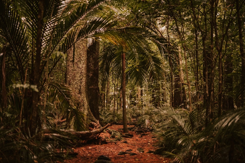 a path through a forest