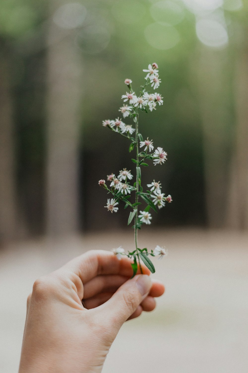 a hand holding a small plant