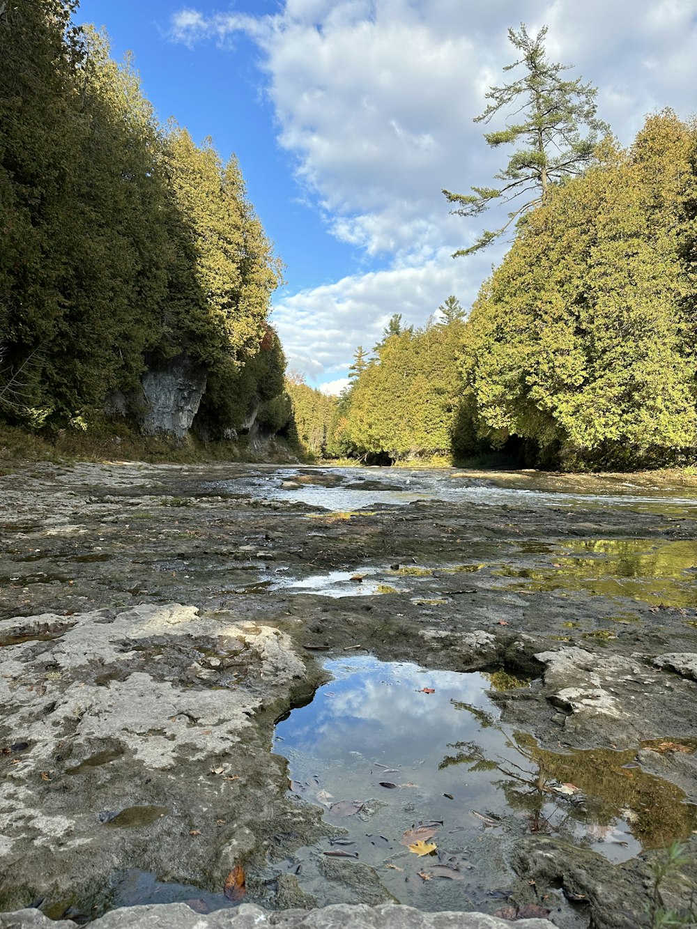 a river with trees on the side