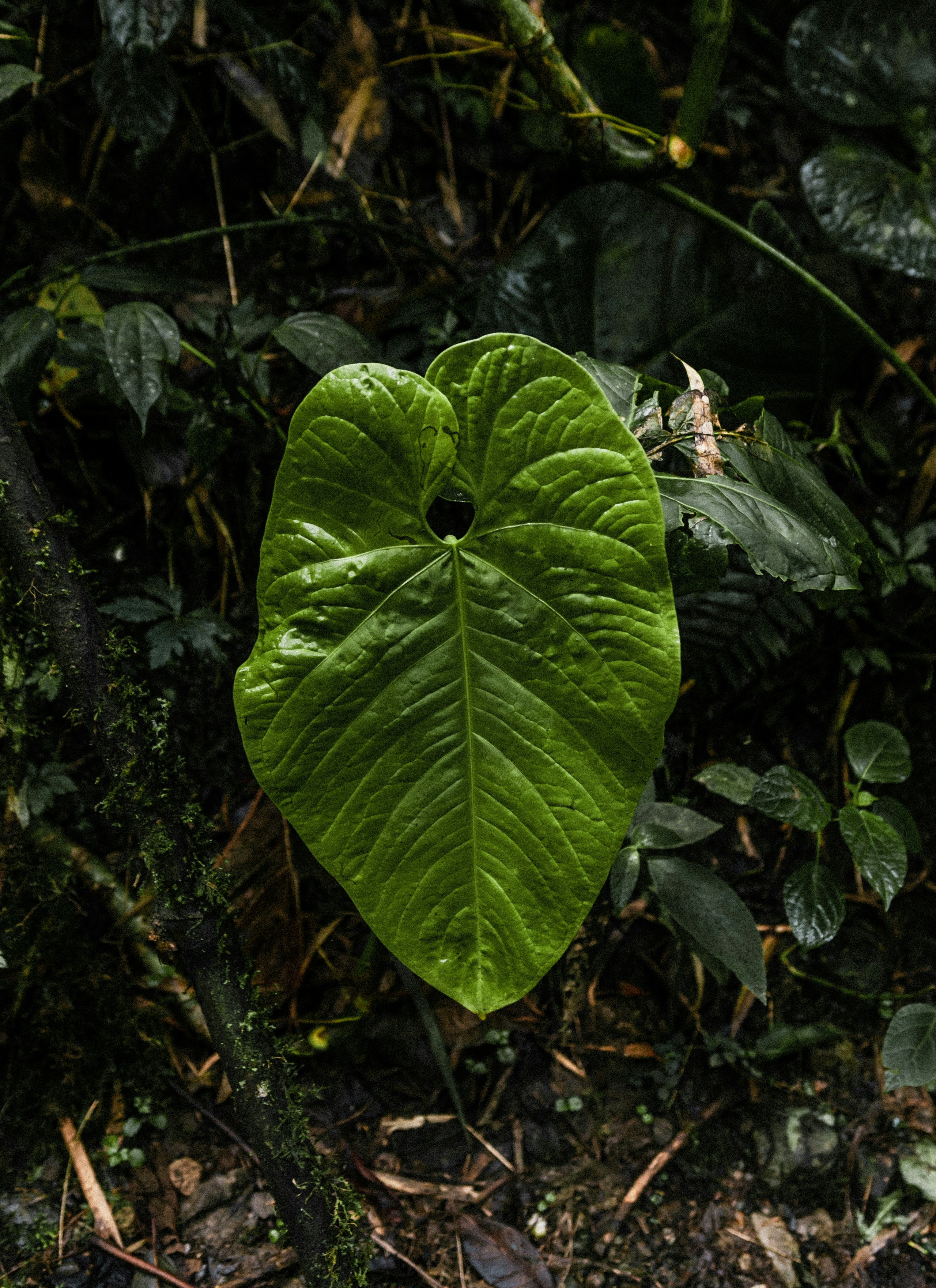 a large green leaf