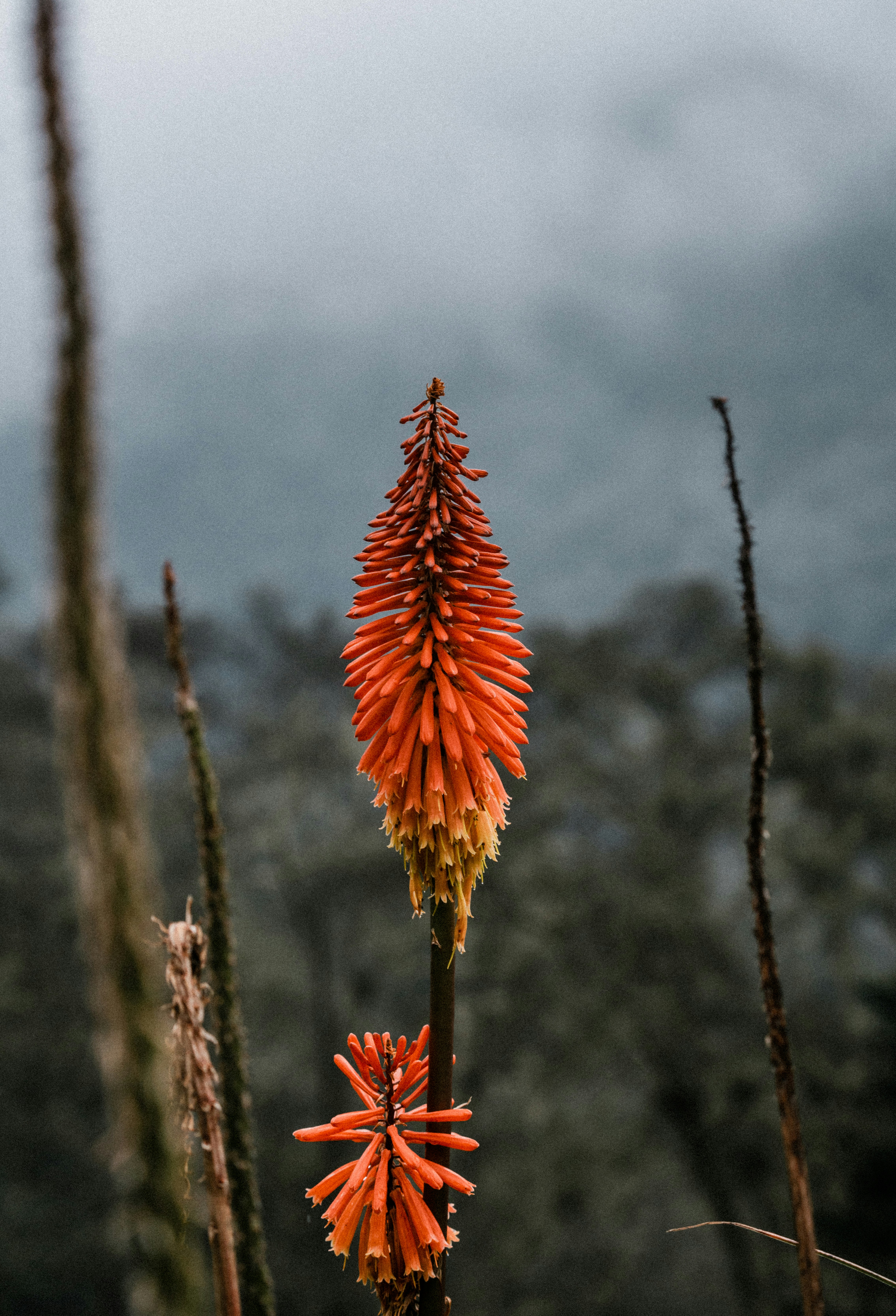 a close-up of some flowers