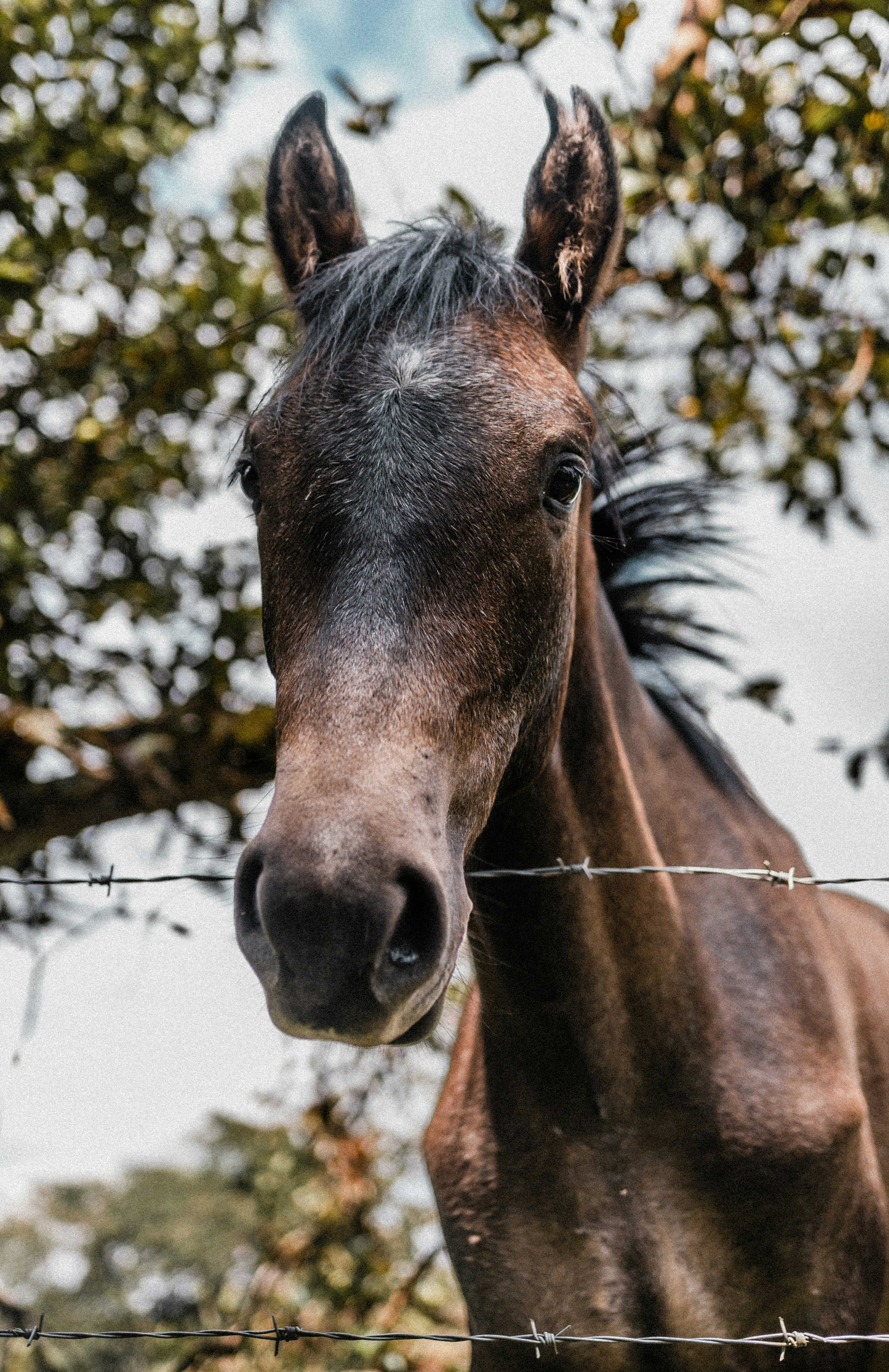 a horse behind a fence
