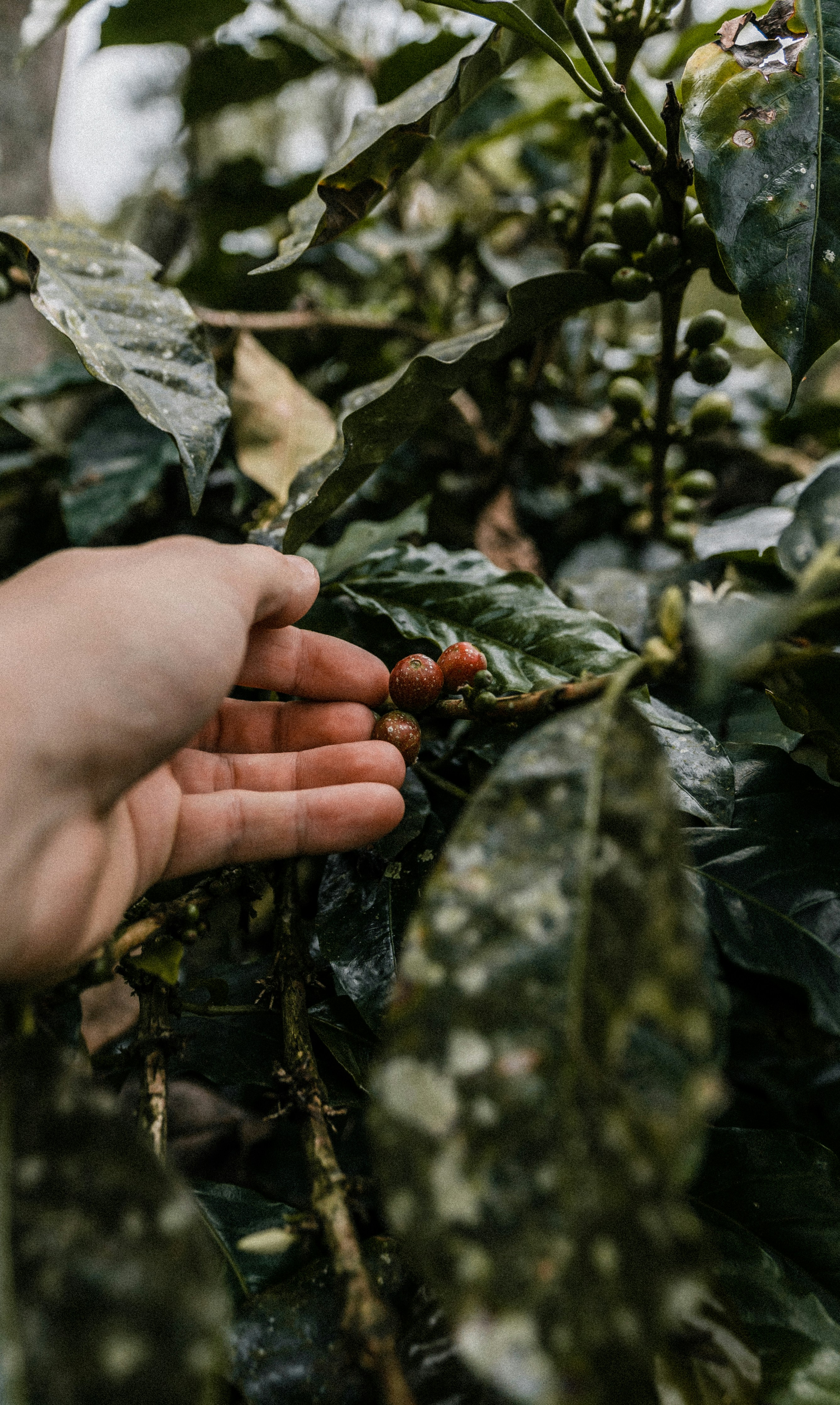 a hand holding a small red berry