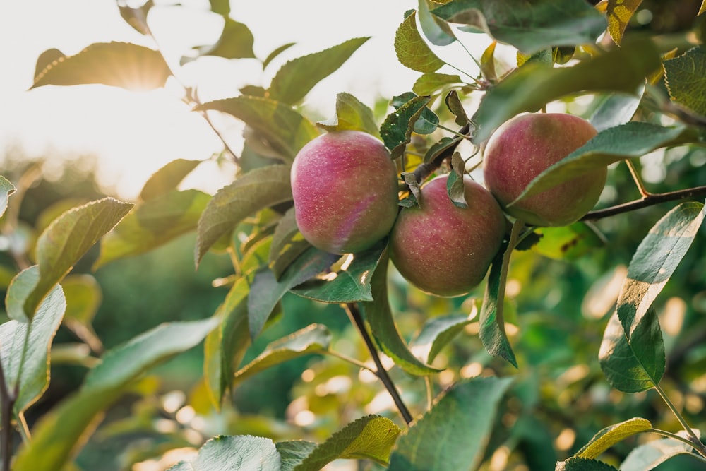 a group of apples on a tree