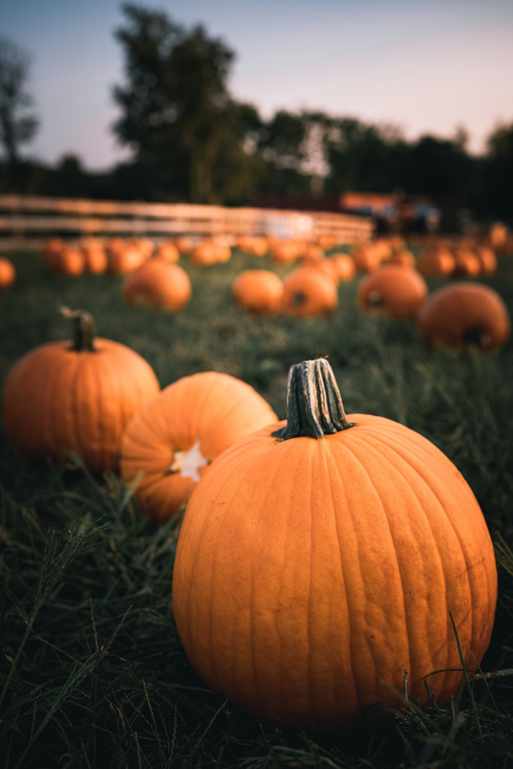 a group of pumpkins in a field