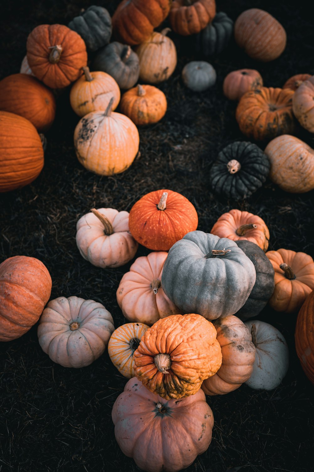 a group of pumpkins