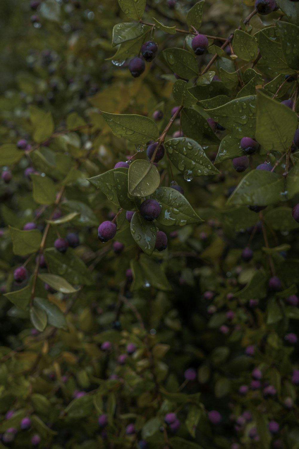 a bush with purple berries