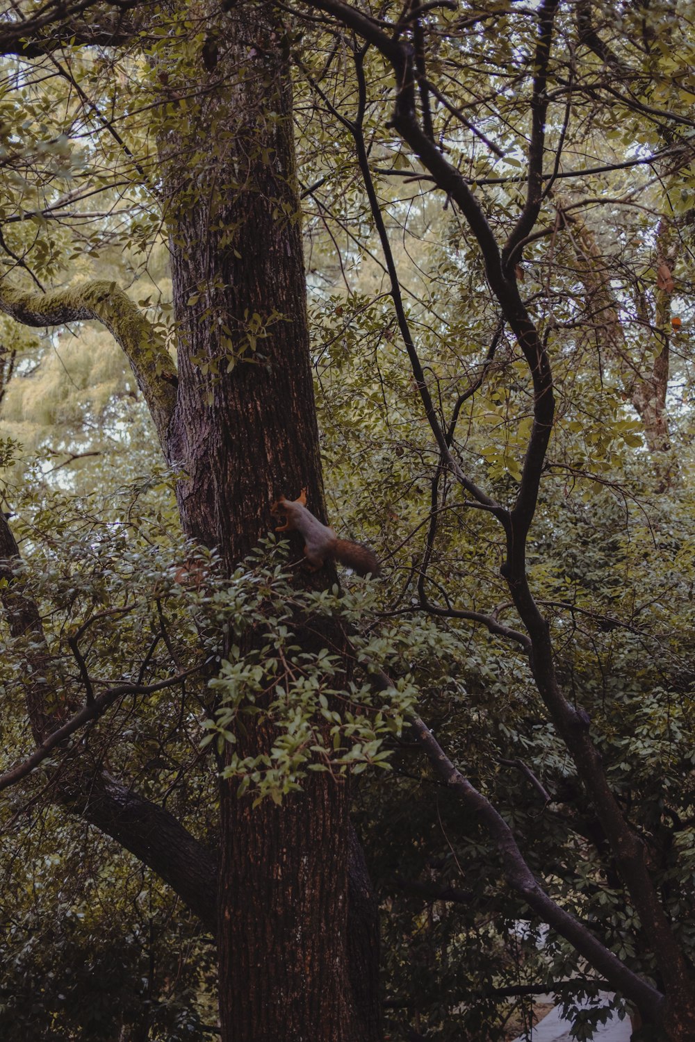 a deer in a tree