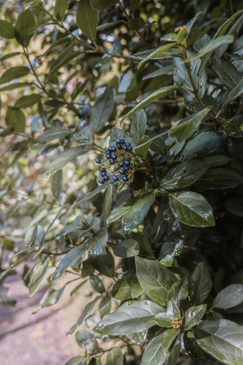 a blue flower on a plant