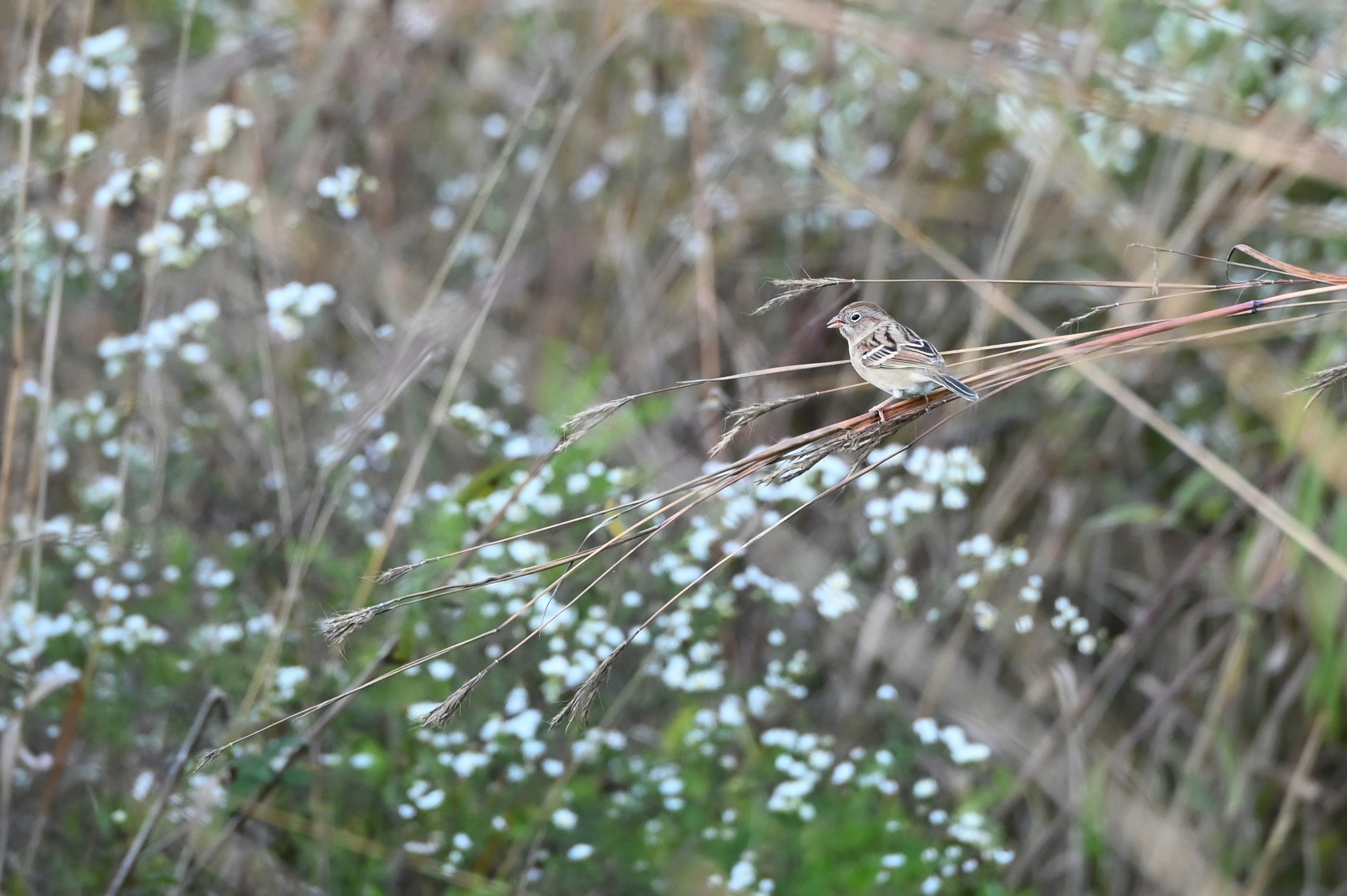 Photo by shichijiro