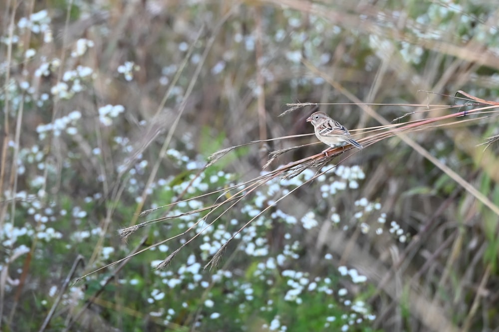 a spider on a web