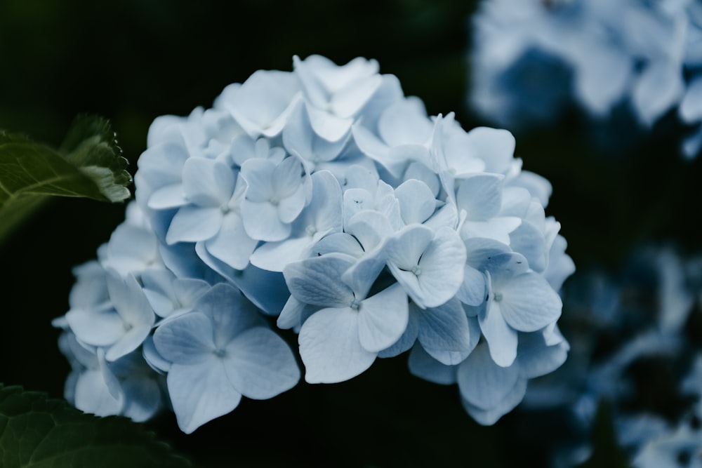 a close up of a flower