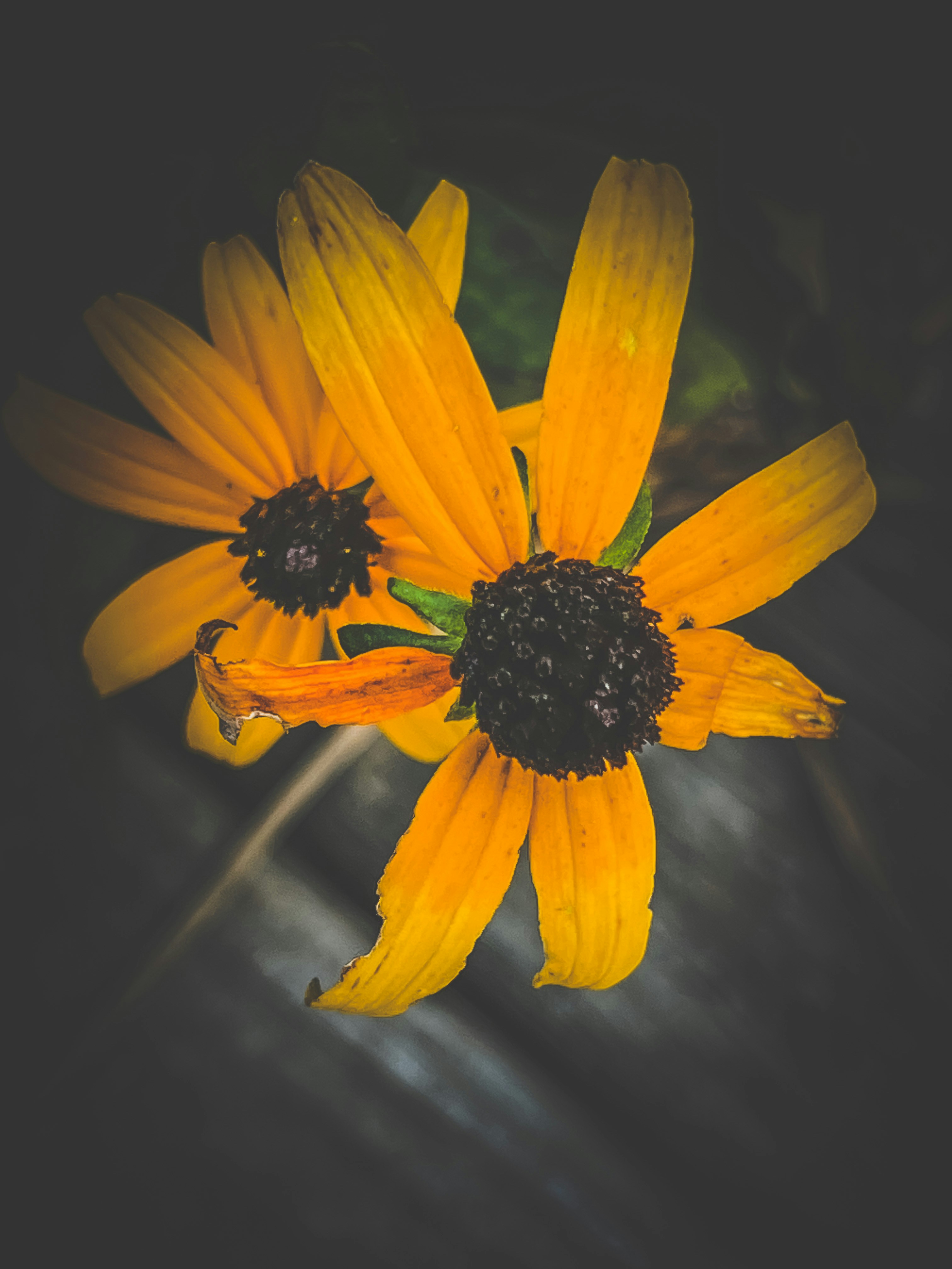 Photo by lesliebeasley