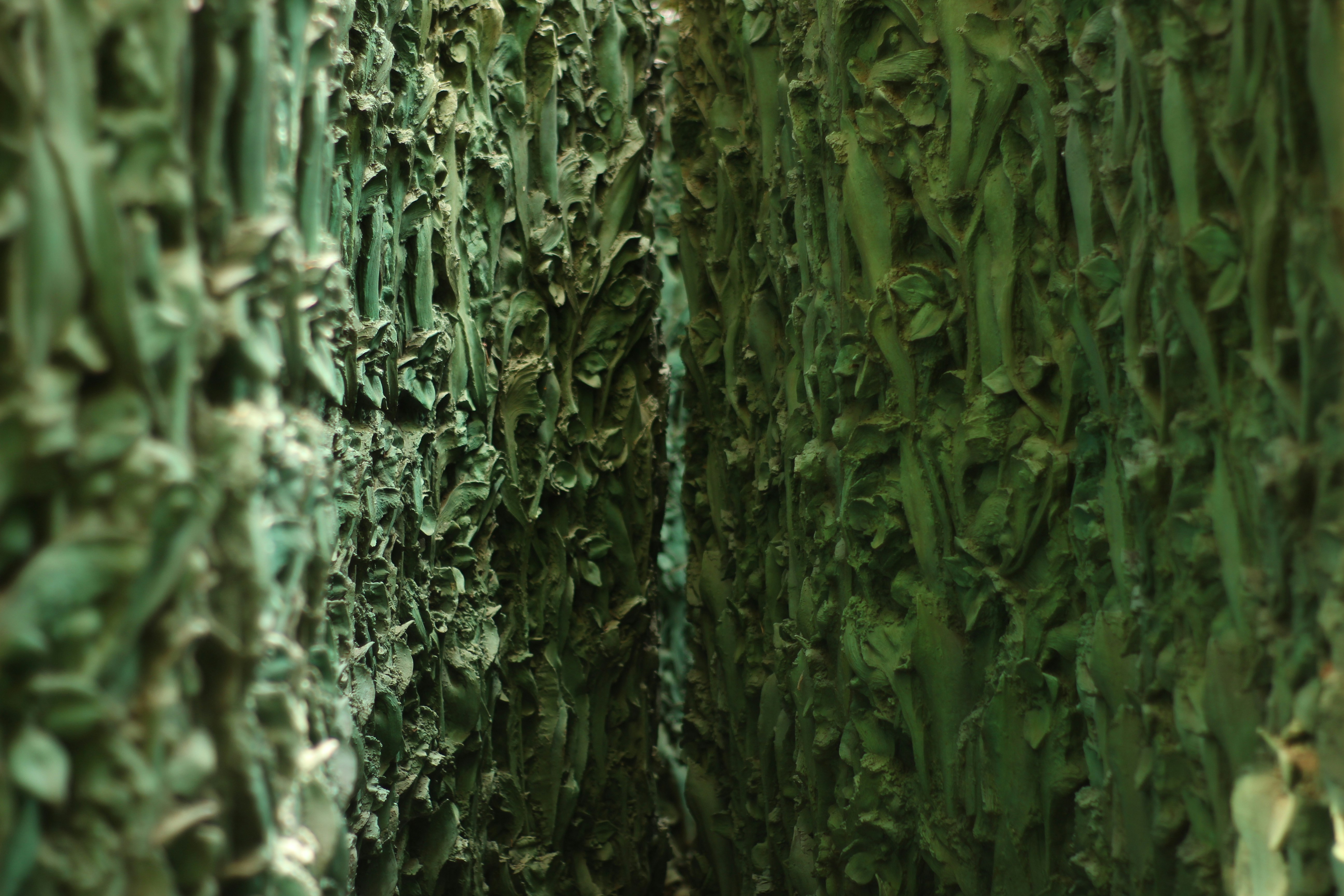 a close up of some plants