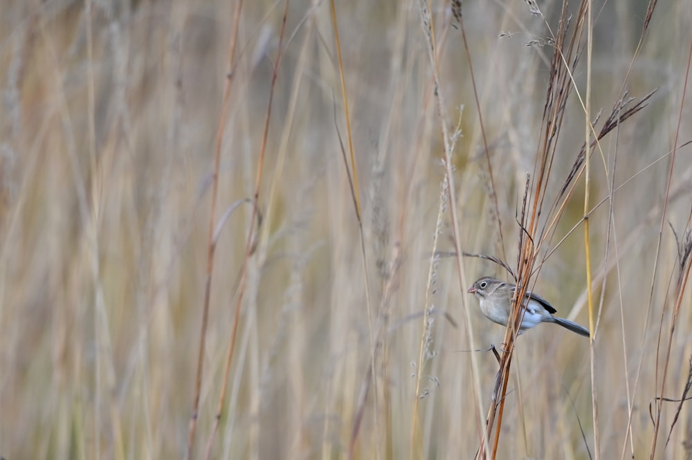 a bird standing on a stick