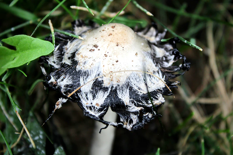 Färska svampar i kök