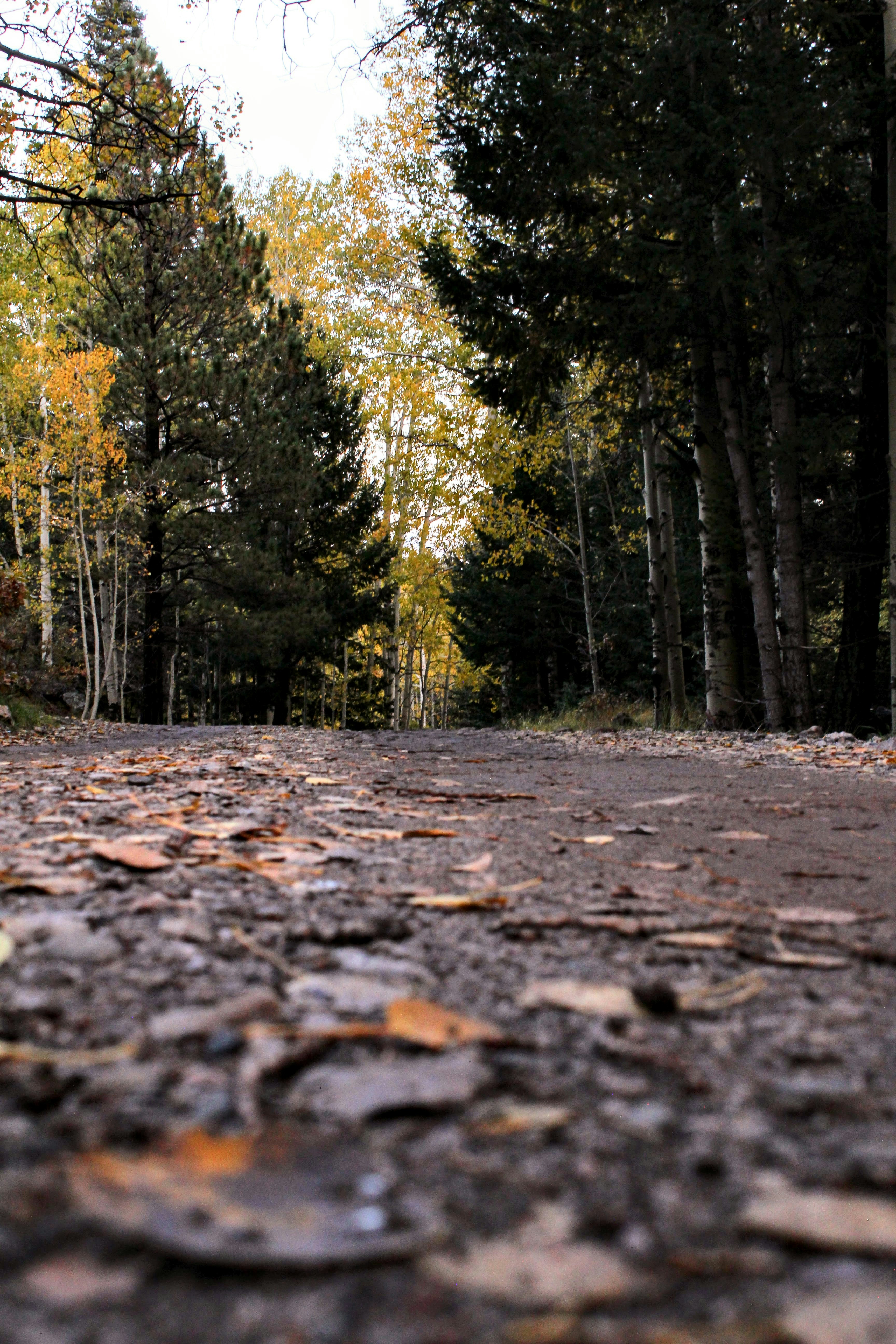 A leaf-covered country road at dusk, evoking the historic King's Highway route couriers once traveled on Long Island
