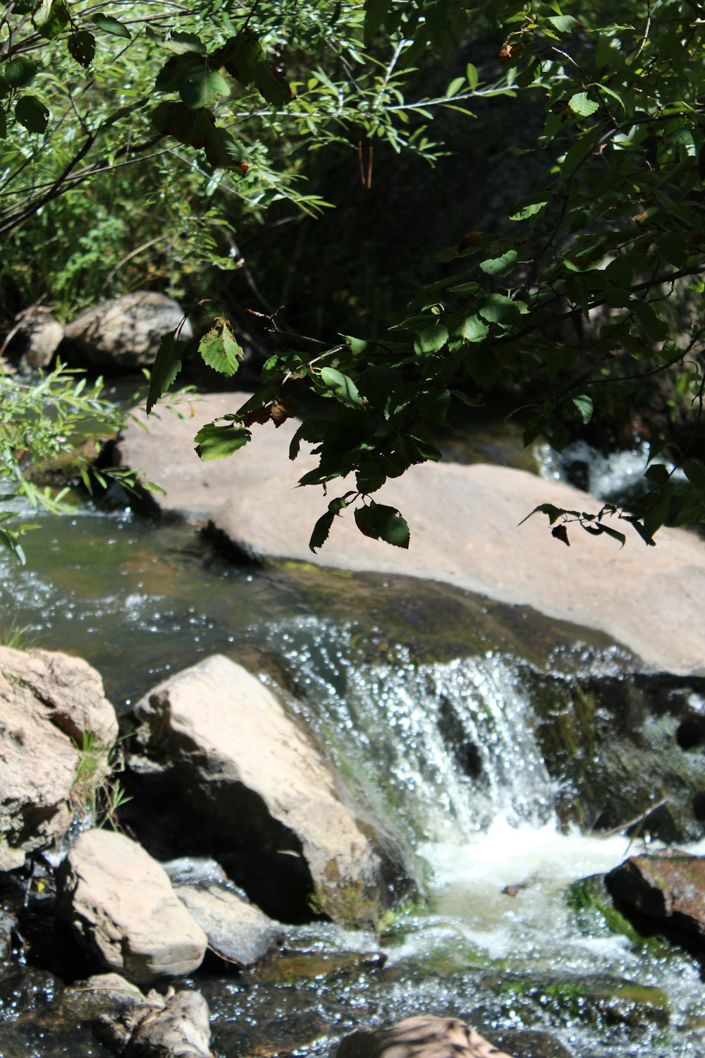 Une rivière avec des rochers et des arbres