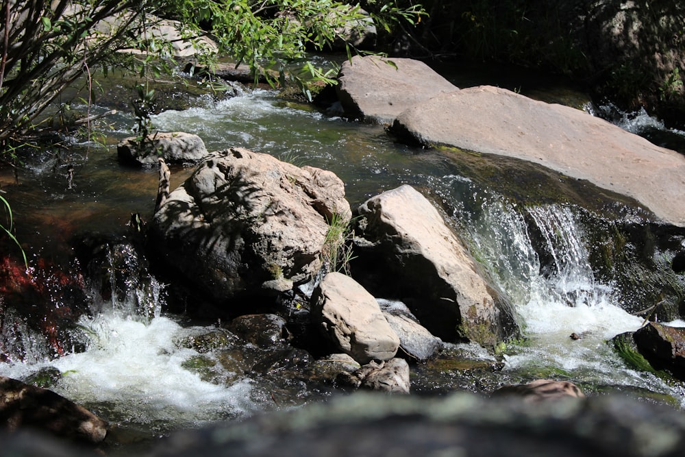 a small river with rocks and trees