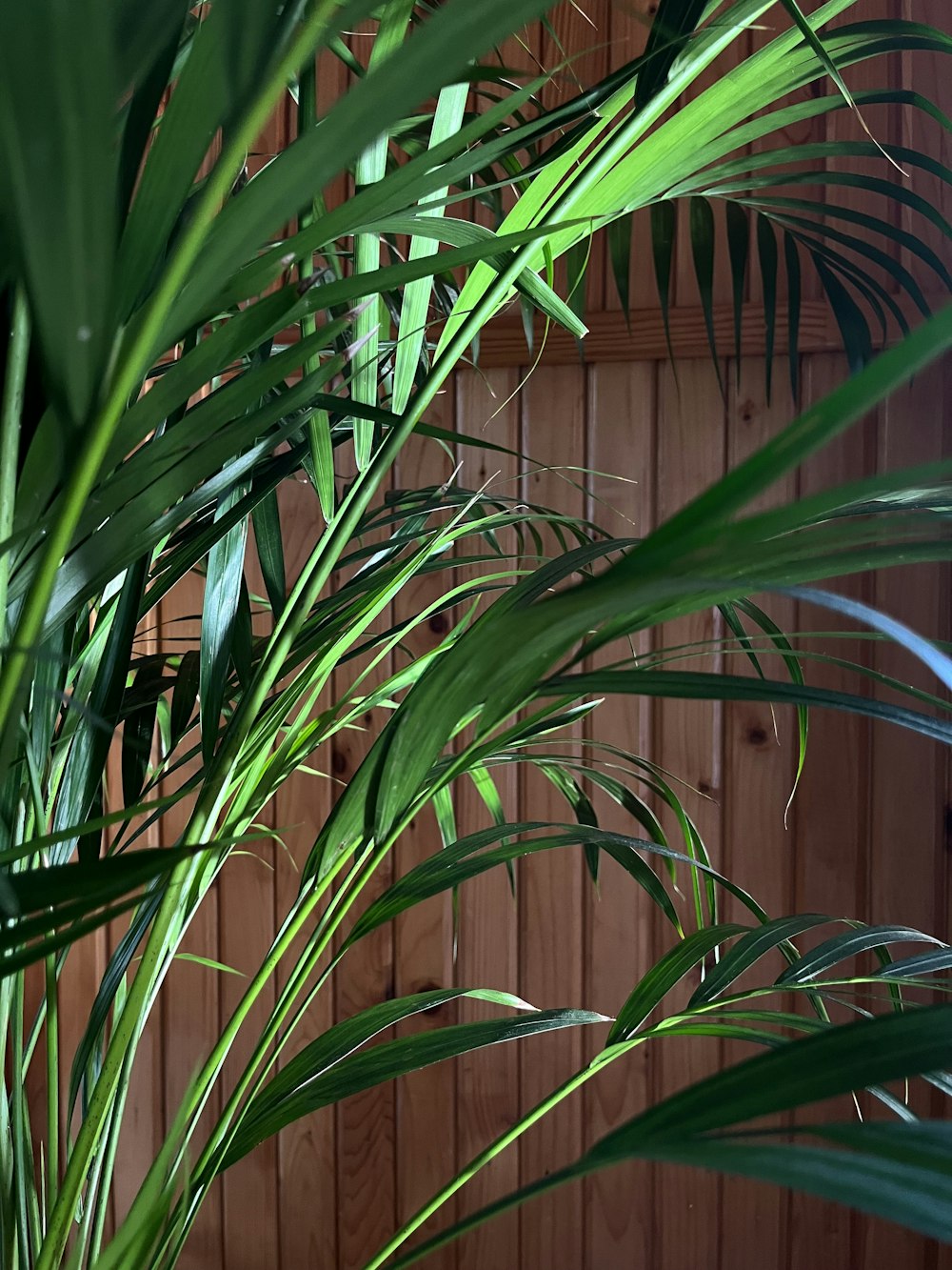 a close-up of some leaves