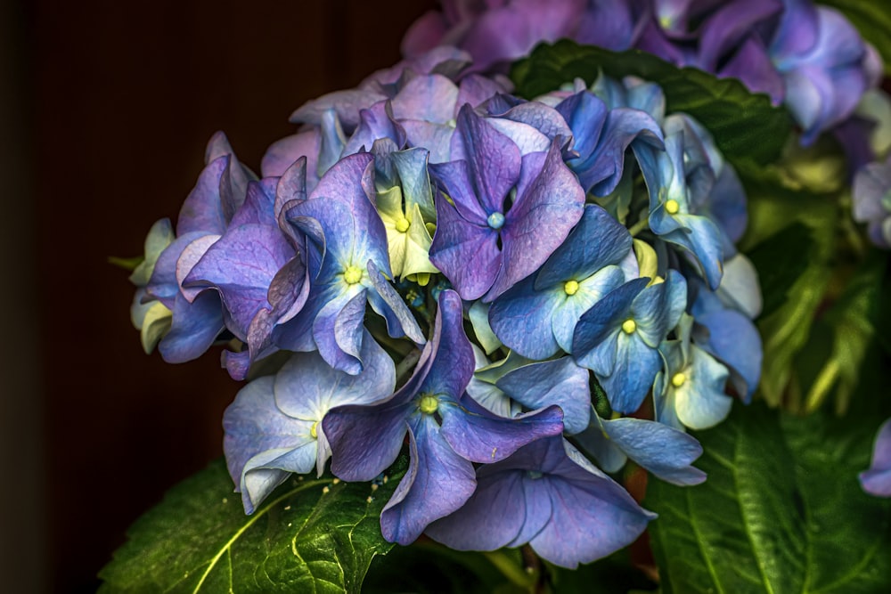 a group of blue flowers