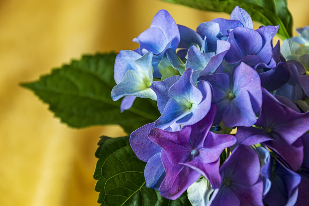 a group of purple flowers