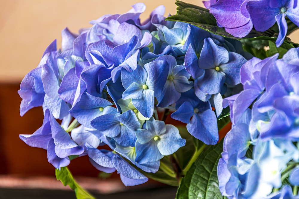 a close up of blue flowers