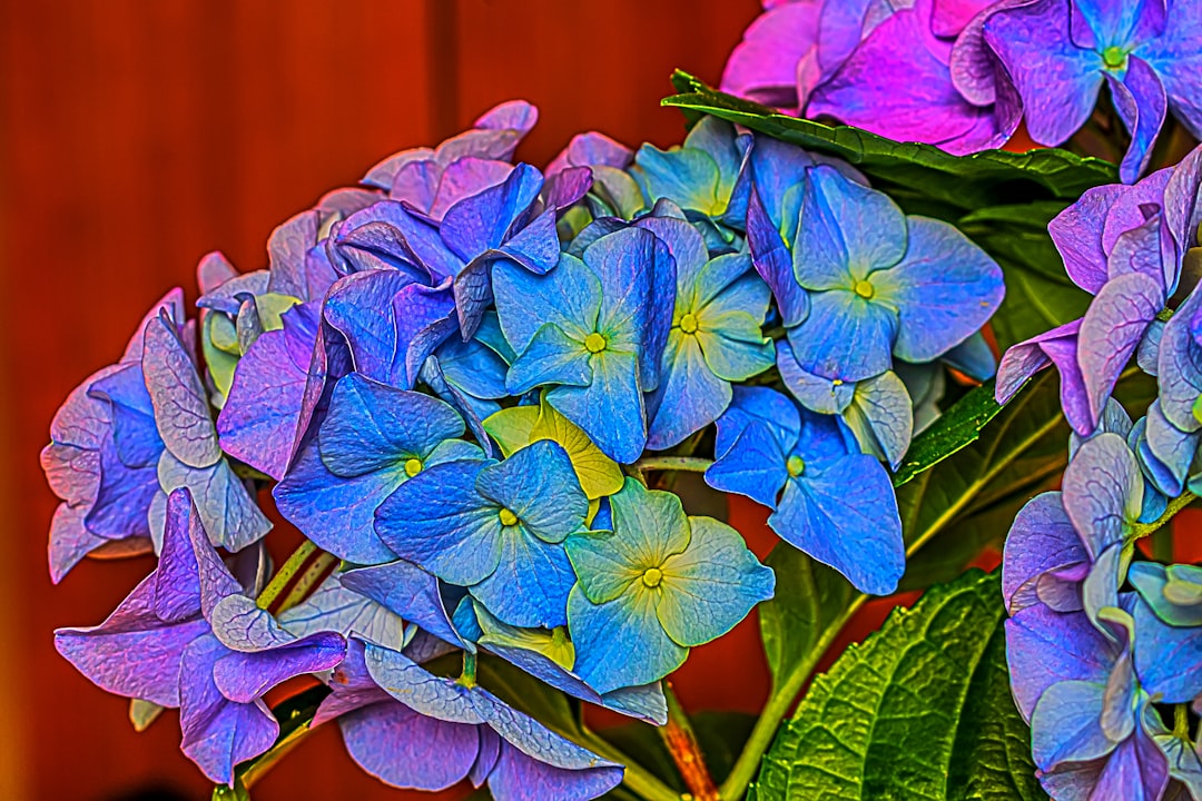 a group of flowers, Beautiful blue flowers of hydrangea on my mother`s table. This plant I bought for my mother.