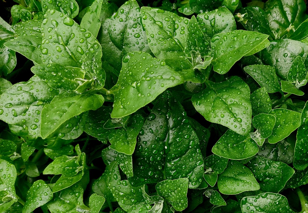 a close up of some leaves