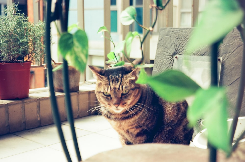 a cat lying on a ledge